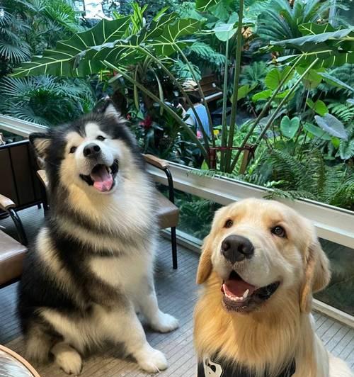 如何通过饮食来增大阿拉斯加犬的体型（以阿拉斯加犬喂什么能使体型大？）
