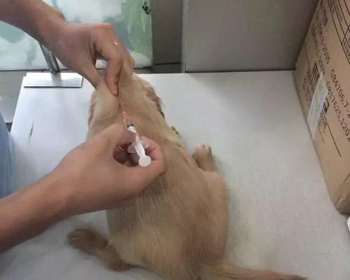 狗狗免疫失败（了解免疫系统的重要性及狗狗免疫失败的常见原因）