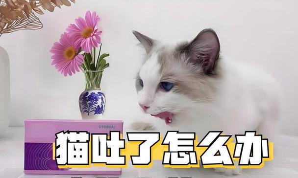 小猫咪感冒的饮食调理（以小猫咪感冒能吃什么食物好为主题的饮食调理指南）