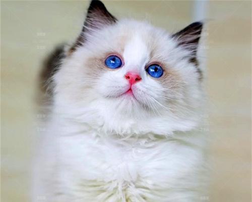 猫的纯种证书的重要性及相关知识（了解纯种猫证书，保障宠物质量）