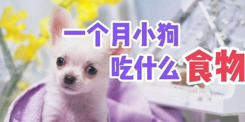 狗生孩子所需的优质饮食（了解狗的孕期饮食需求，提供最佳营养保障）