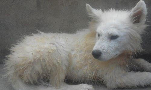 探究萨摩犬毛变黄的原因（毛色变黄的萨摩犬为何失去了原本的光泽？）