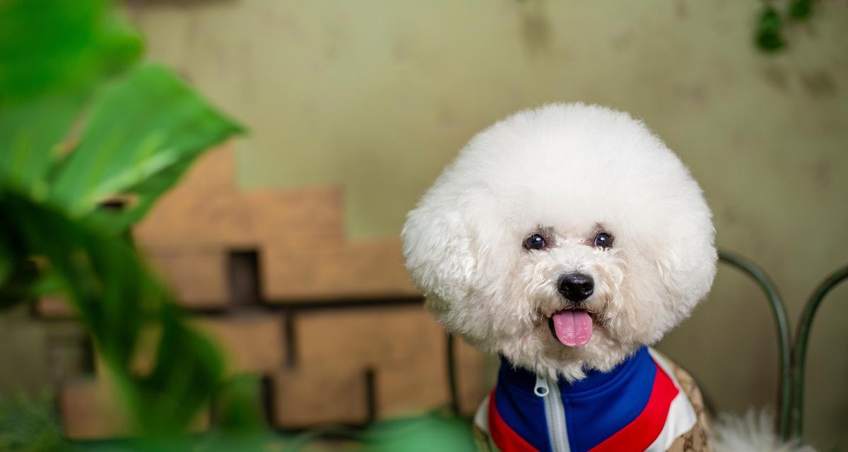 以泰迪能喂什么东西？（泰迪犬的饮食需求及适宜食物推荐）