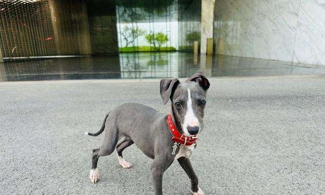 探寻最厉害的格力犬之谜（一窥格力犬的传奇力量与智慧）