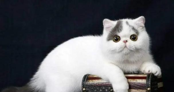 了解猫的品种（探索不同猫咪品种的特点和魅力）