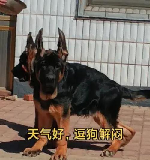 锤系德牧（探索锤系德牧的独特魅力与特征）