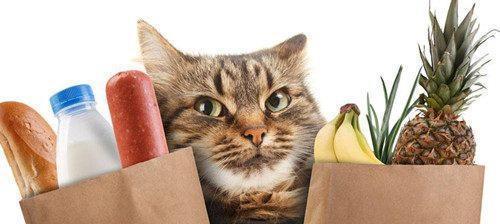 猫咪呕吐（让你的猫咪健康无忧，解决呕吐问题）