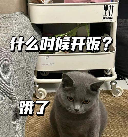 探究猫咪不爱吃饭的原因（揭秘猫咪挑食的背后秘密）