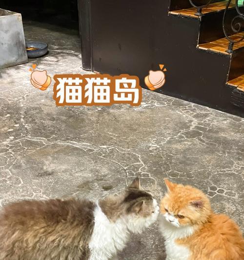 为什么猫不喜欢我？（探究猫咪行为背后的原因）