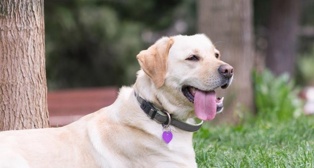 拉布拉多犬的养护指南（2个月大拉布拉多需要注意的事项）