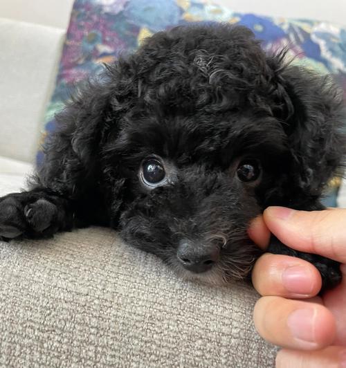 泰迪的小体是如何形成的？（探究泰迪犬体型小巧的原因及其关键因素）