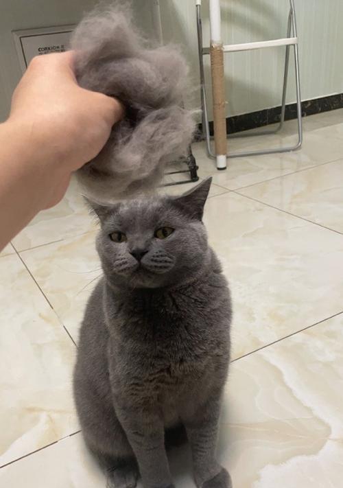 养一只英短蓝猫的技巧（了解关键的养猫技巧，打造幸福的猫咪家庭）