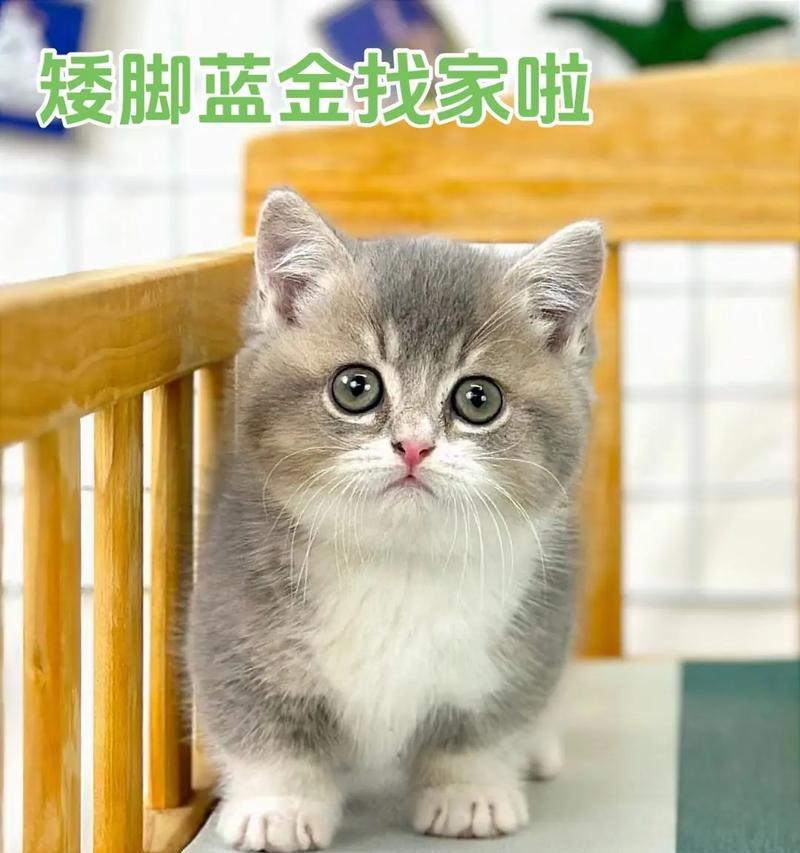 家庭养猫指南（选择适合家庭的猫咪，给家庭带来欢乐与温馨）