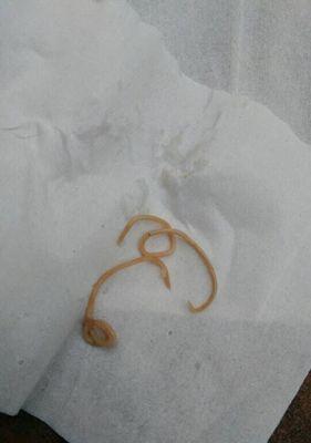 如何治疗狗狗肚子里的白色虫子（选择适合的药物治疗宠物寄生虫感染）