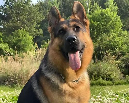 以德牧用什么立耳？（探索德国牧羊犬立耳的原因和特点）