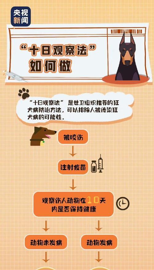 小狗疫苗接种后的注意事项（确保小狗健康的关键要素和常见问题解答）