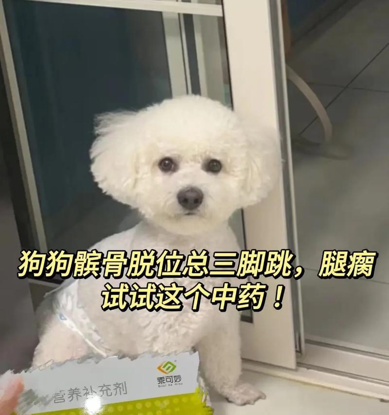 狗髌骨问题的治疗药物选择（解决狗髌骨问题的最佳药物和疗法）