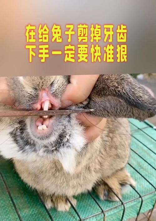 兔子咬手事件的意义及启示（探索兔子用牙齿咬了下手的原因以及所传达的重要信息）