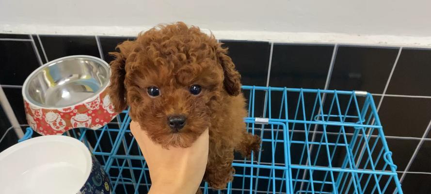 泰迪宠物犬的养护之必要的疫苗注射（泰迪宠物犬的养护知识及疫苗注射注意事项）
