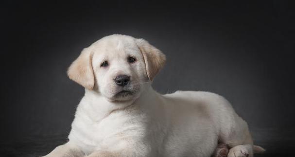 拉布拉多幼犬需要吃什么药好？（了解拉布拉多幼犬的健康需求及合适药物）