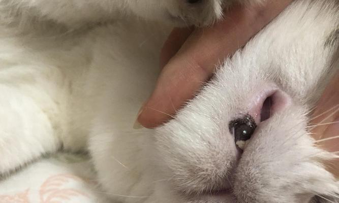 揭秘猫嘴上边黑的原因（探究猫嘴上边黑色斑点的起因和特征）