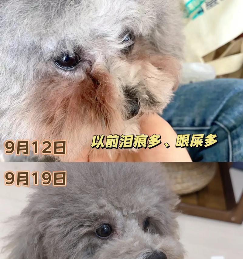 狗狗泪痕问题的原因及解决方法（揭秘狗狗泪痕形成的原因与有效解决办法）