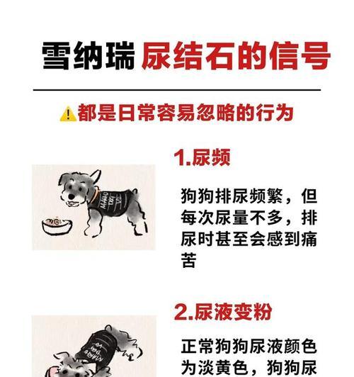 雪纳瑞容易结石的原因及预防方法（探究雪纳瑞易结石的因素及预防策略，确保宠物健康与幸福）