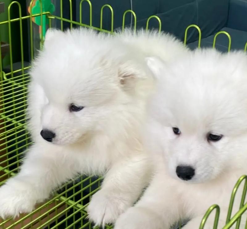 了解萨摩耶幼犬的食欲（揭开幼犬喜欢吃什么的神秘面纱）