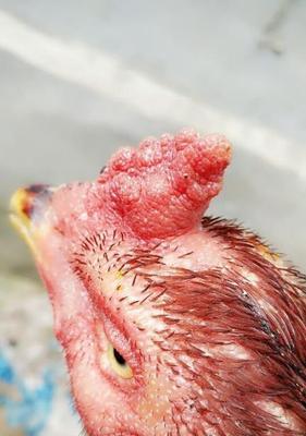 探究以温犬细的症状及原因（揭秘以温犬细的病因和治疗方法）