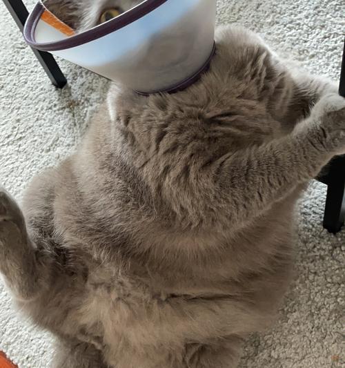 解析猫拉完尿后的兴奋原因（探究猫咪排尿后表现出兴奋行为的背后原因）