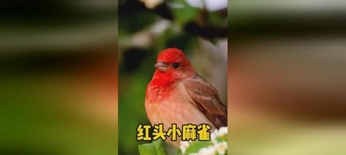 红小的鸟的主要食物是什么？（探索红小的鸟的饮食习性和食物种类）