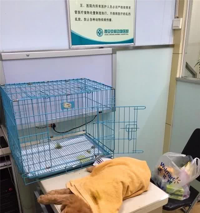 金毛产前准备（准备金毛的产前必备知识，让您能应对可能出现的症状）