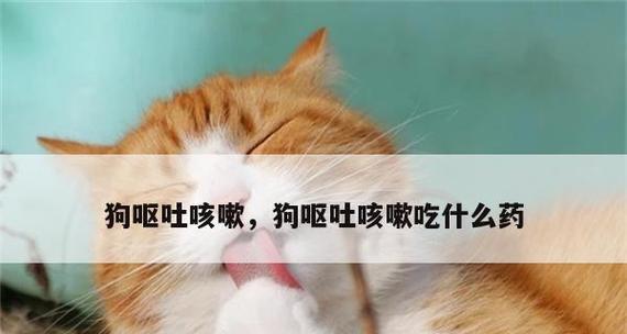 以狗吐又叫应该吃什么药？（狗吐又叫的治疗药物推荐及注意事项）