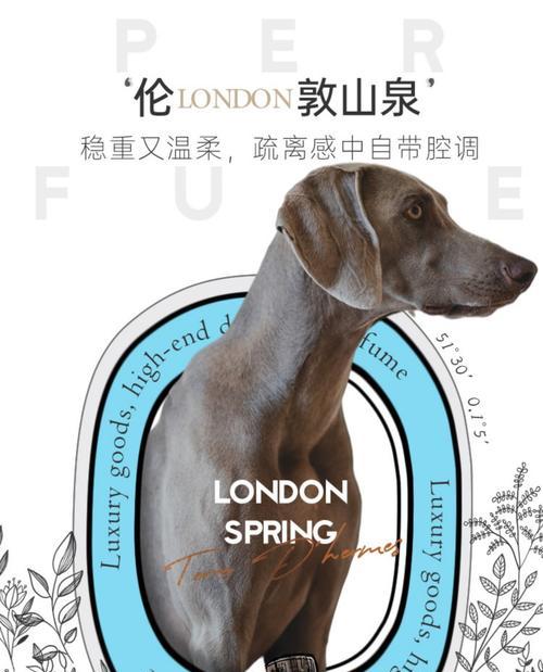 如何选择适合泰迪洗澡的香洗产品（泰迪洗澡，让它的皮毛清新亮丽）