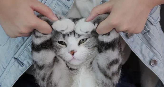 小猫的叫声与表达方式（探究小猫叫声背后的意义与变化）