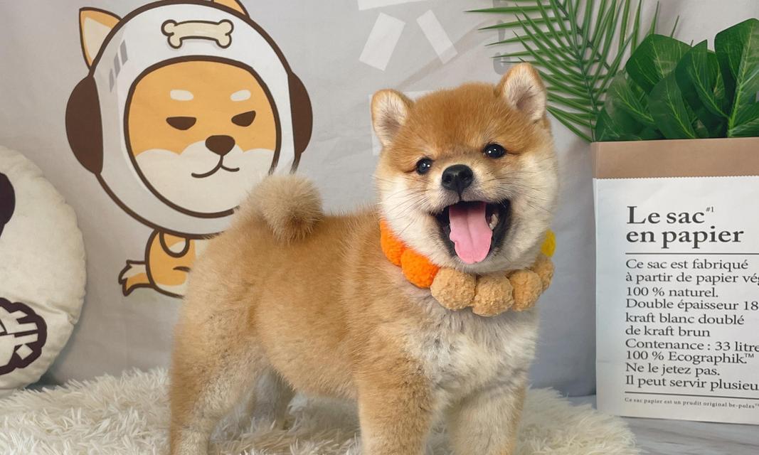 柴犬排泄习惯的最佳时间（了解柴犬的生理规律，合理安排排泄时间）