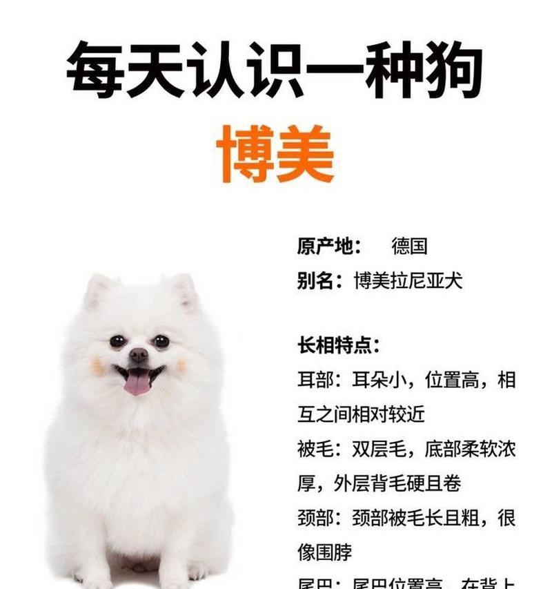 优雅可爱的公博美之名（打造博美犬独特魅力的命名灵感）