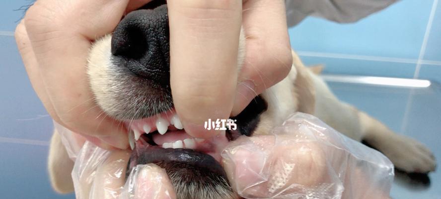 拉布拉多牙齿的换牙过程（探秘拉布拉多犬牙齿生长与换牙的周期）