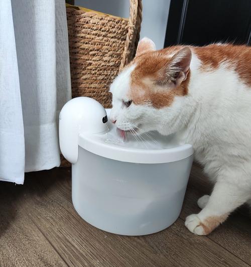 猫喝水的最佳选择（解析猫喝水的需求与适合的器具）
