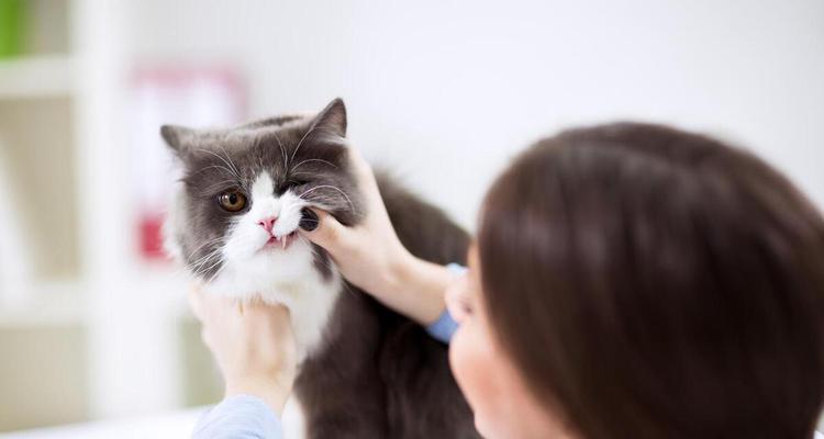 宠物猫换牙注意事项（保持口腔健康，呵护宠物）