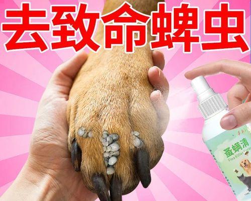 如何使用药物洗狗狗身上的螨虫（选择合适的药物和正确的方法来清除狗狗身上的螨虫）