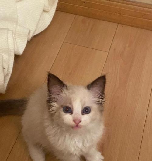 探索猫鼻支易得的猫种之谜（揭开猫鼻支易感性的秘密）