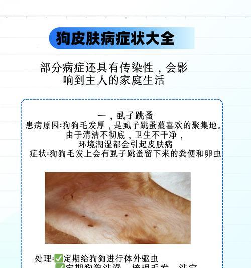 狗狗疾病可传染给人吗？（了解常见的与狗狗有关的传染病及预防措施）