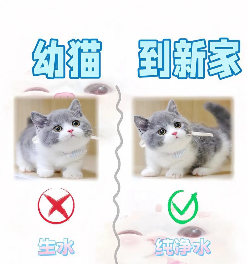 如何正确养育幼猫（全面了解幼猫饲养的注意事项及关键要素）