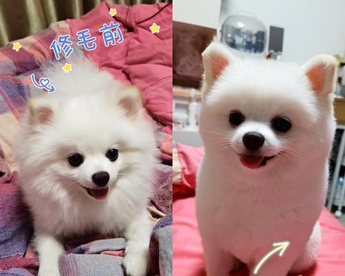 探寻博美毛痕迹的独特特点（博美毛痕迹的形态、颜色和时长等特征详解）
