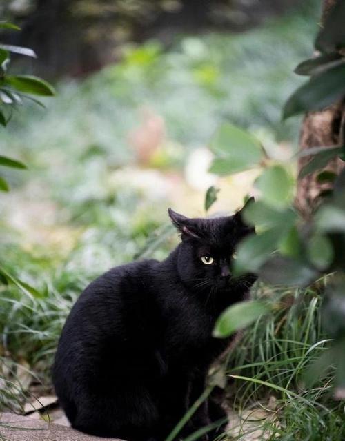 神奇的变色猫——探秘猫科动物的色彩变化之谜（揭开猫咪变色的神秘面纱，解读色素调控机制）