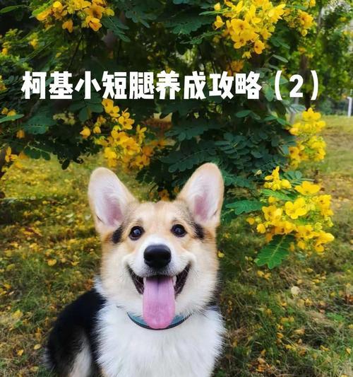 解决狗憋不住尿的问题的有效药物（让你的宠物终止尿意困扰的秘密武器）