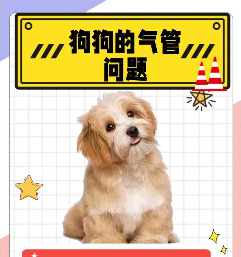 狗狗咳嗽的原因及预防措施（了解狗狗咳嗽的各种原因，保护你的爱宠免受疾病侵害）