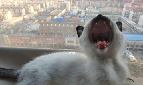 为什么狗会吃猫屎？（解密狗狗对猫屎的喜爱和行为原因）