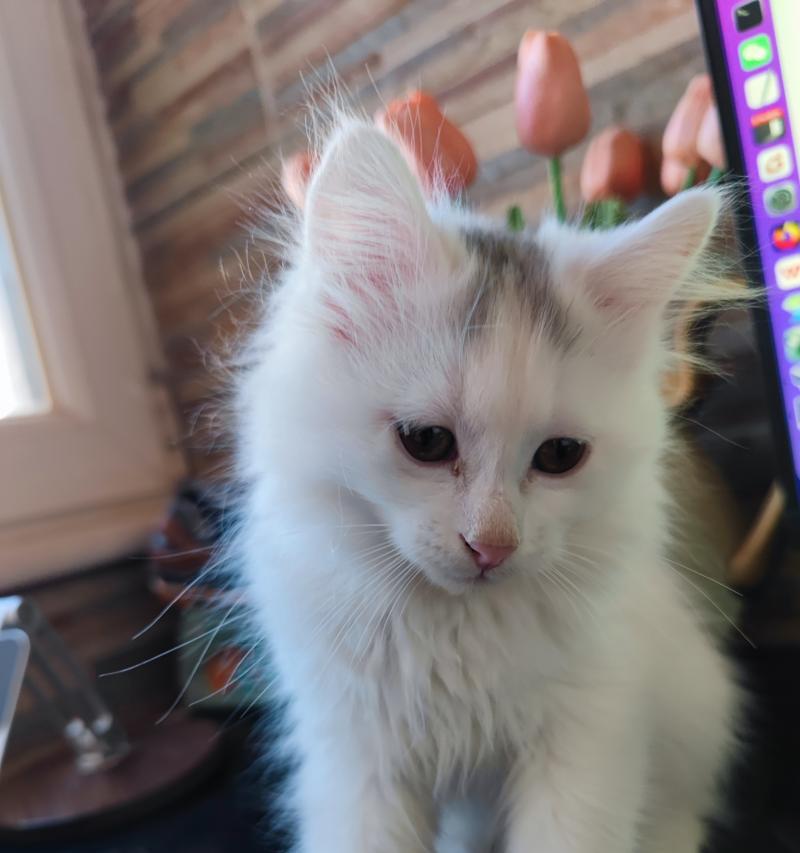 3个月大的猫应该吃什么？（宝贝猫的饮食需求和健康发展关键）